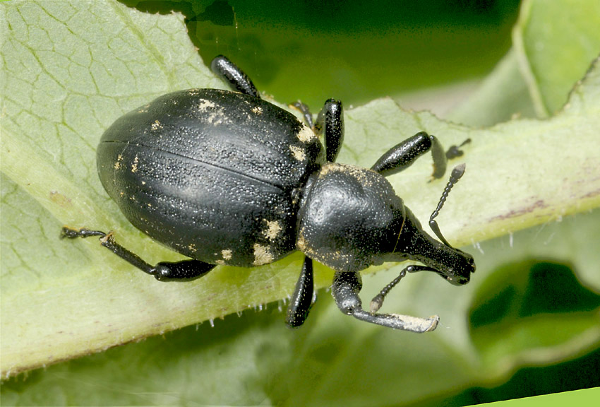 Curculionidae